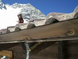 53_roger su tetto.JPG